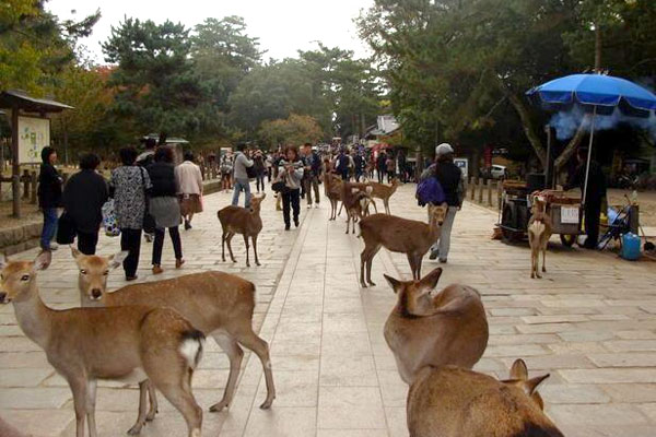 Nara Deer Shinto Gods