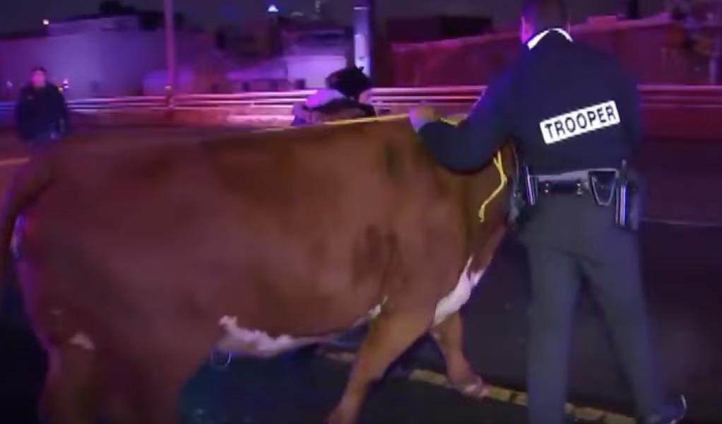 Cow Escapes Nativity Scene Twice in One Night