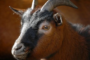 Goat Gadhimai Festival