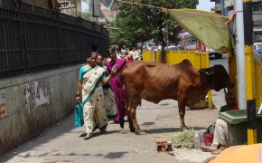 Trinamool Congressman Raises Concerns about Beef Ban in Maharashtra, India