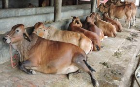 Thousands Petition to Ban Animal Sacrifice as Part of Eid al-Adha in India