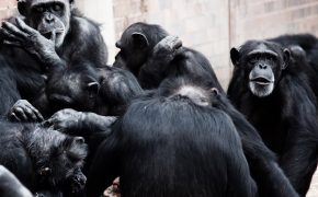 Does this Video Suggest Monkeys Believe in God?