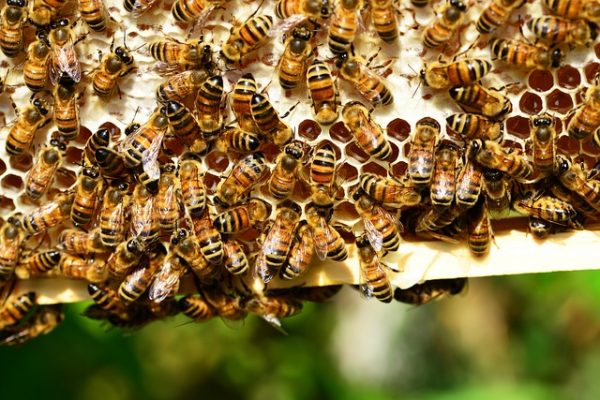 honey-bees-401238_640