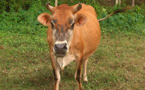 Hindu Nationalists are Protecting Cows Over People in India