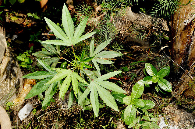 At What Point is Religious Use of Drugs Illegal? Indiana Church Sues State over Cannabis Use
