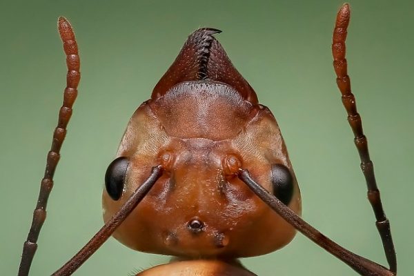 Pastor Claims To Resurrect An Ant And Stop Tsunamis