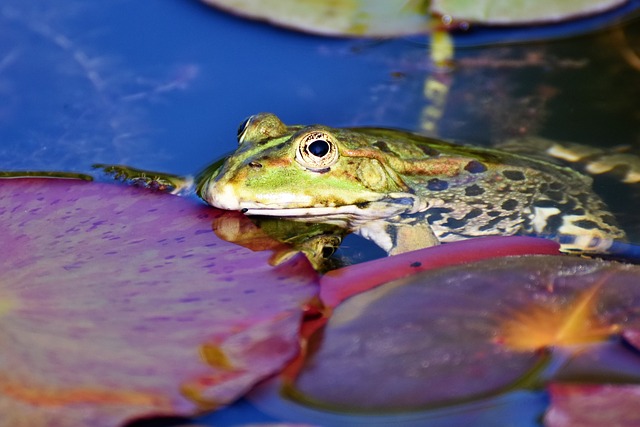 Frogs Married By Indian Governor To “Appease Gods”