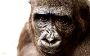 Will Koko the Sign Language Gorilla Go to Heaven?