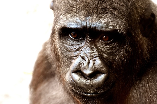 Will Koko The Sign Language Gorilla Go To Heaven?