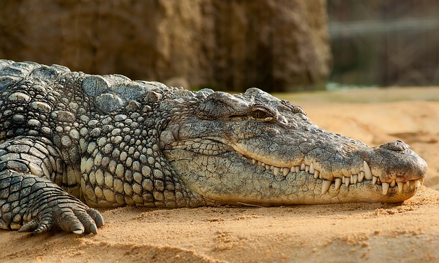 Crocodile Kills Pastor During Baptism