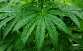 LDS Church Opposes Utah’s Medical Marijuana Initiative