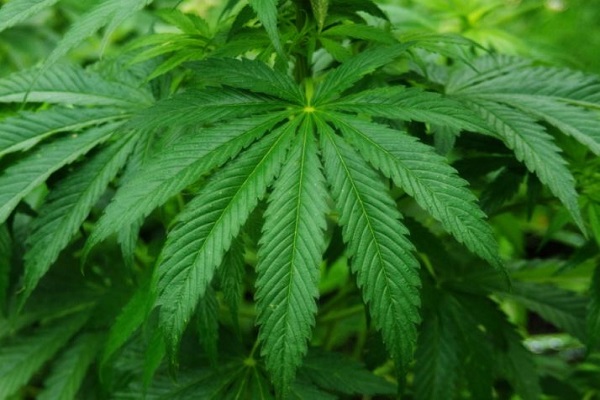 LDS Church Opposes Utah’s Medical Marijuana Initiative