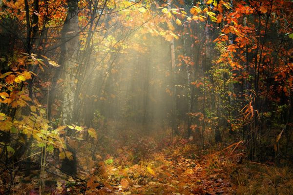 Reincarnation World Religion News