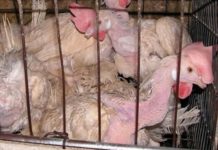 Princeton Philosopher Compiles Progress in Animal Rights in Updated Edition of Seminal Book