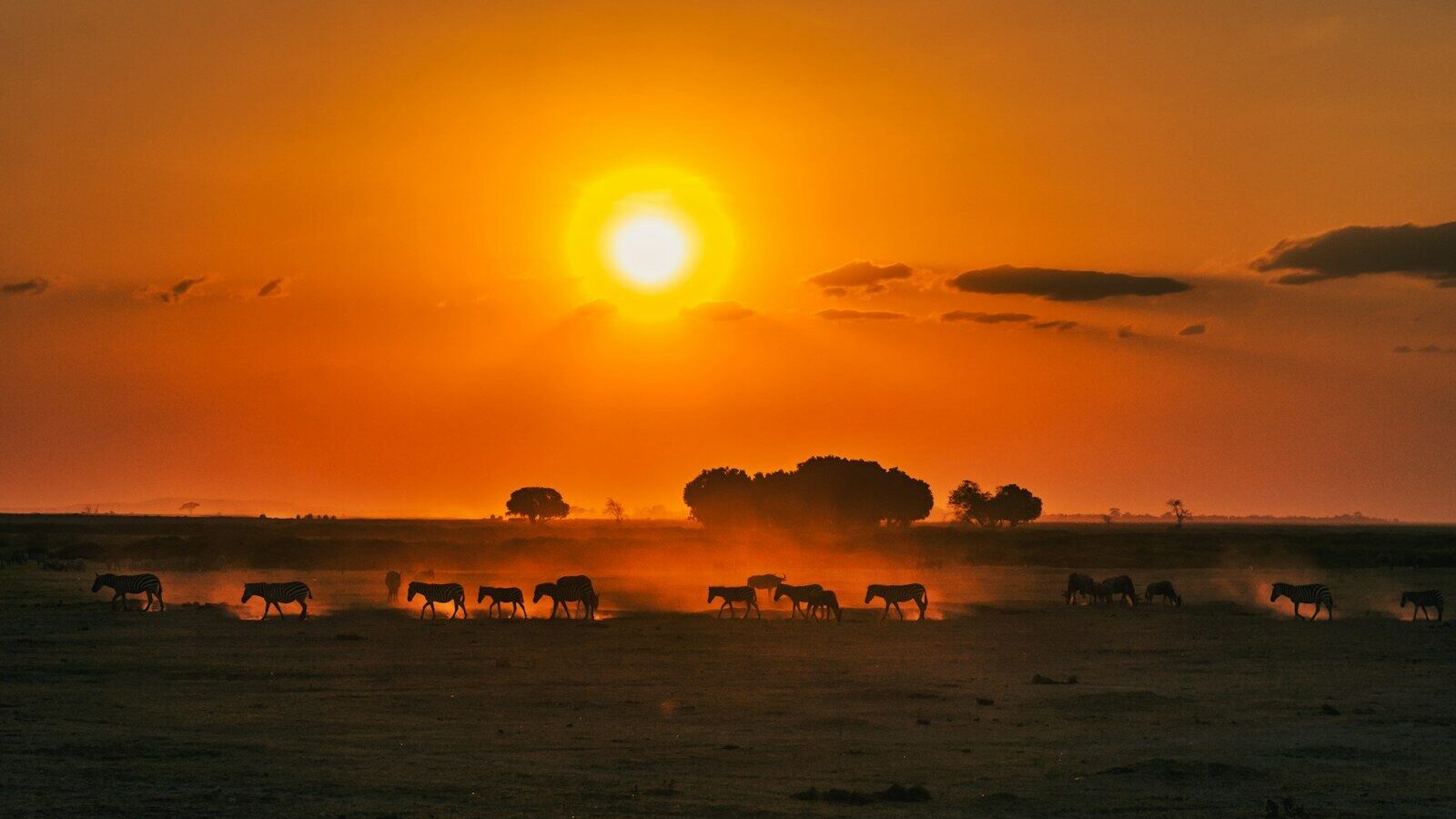 silhouette of animals on beach during sunset
