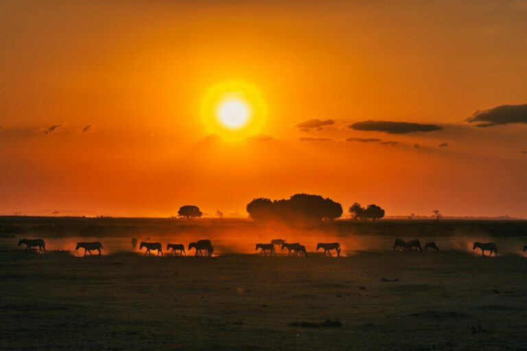 silhouette of animals on beach during sunset